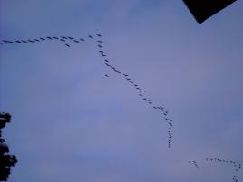canada geese flying overhead