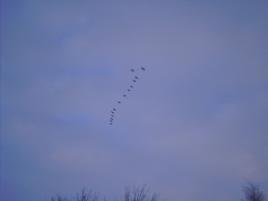 canada geese flying overhead