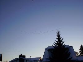canada geese flying overhead