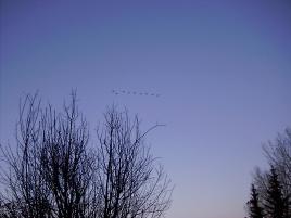 canada geese flying overhead