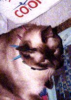 chuckie picture #11