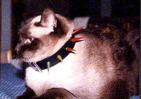 chuckie picture #14