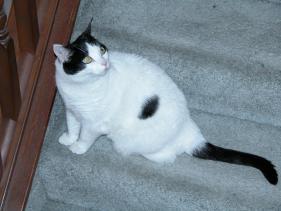 Miss Moo 2