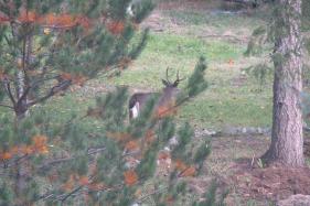 homestead wildlife