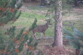homestead wildlife