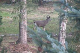 homestead wildlife
