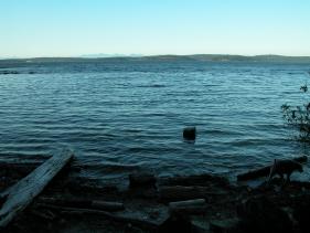 blue herron high tide 4