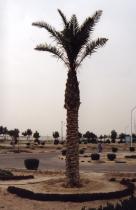 kuwait picture #11