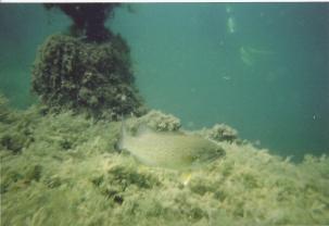 fish picture