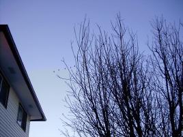 canada geese flying overhead