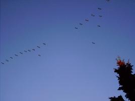 canada geese flying overhead