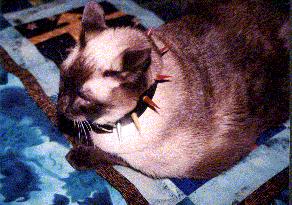 chuckie picture #12