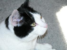 Miss Moo 9