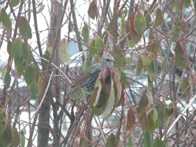 A Bird in the Bush