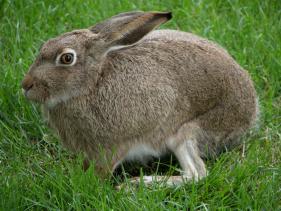 a local neighborhood rabbit resting on our lawn