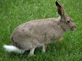 a local neighborhood rabbit resting on our lawn