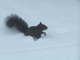 Squirrel in Snow